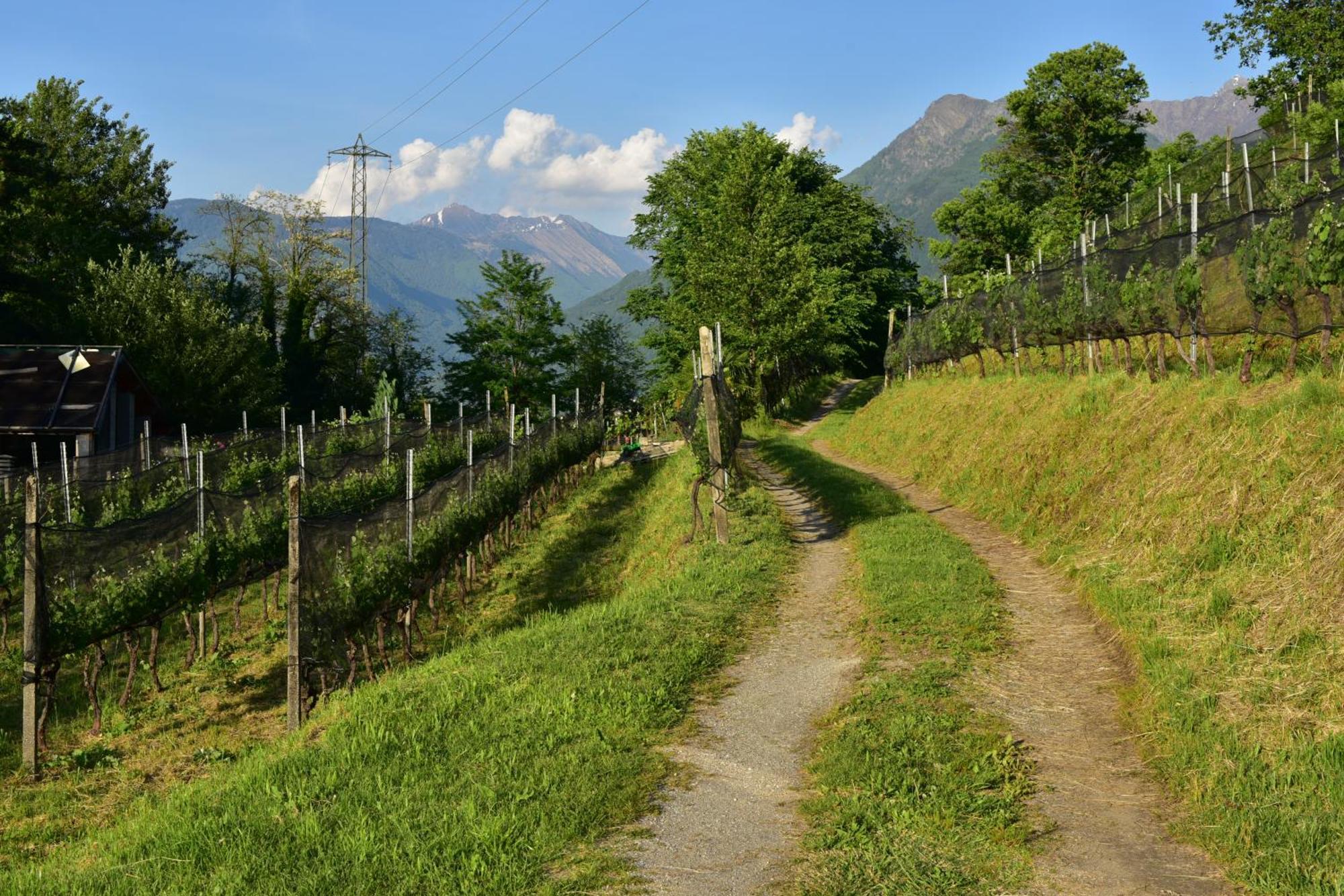 Viva Bacco Bed & Breakfast Gambarogno Exterior photo